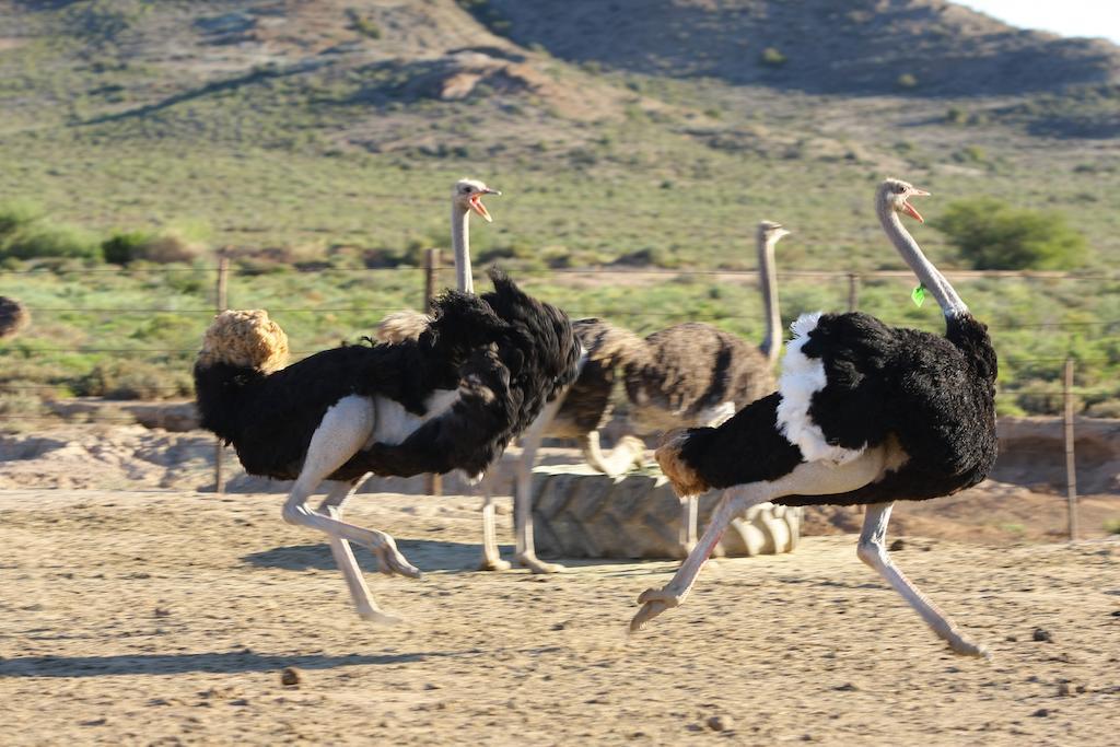 אאודטסהורן De Denne Country Guest House מראה חיצוני תמונה